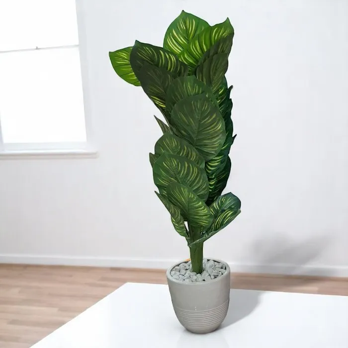 Plante décorative   'Cyprès'