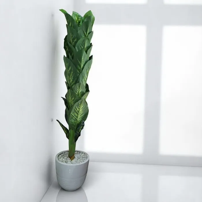 Plante décorative   'Cyprès'