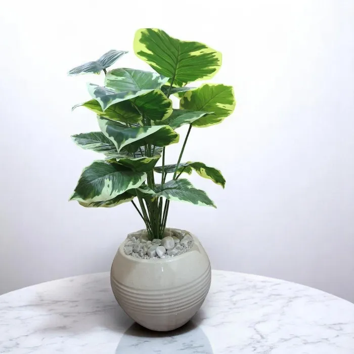 Plante décorative 'iris'