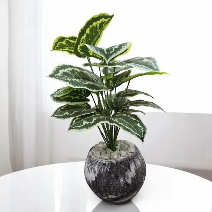 Plante décorative 'iris'