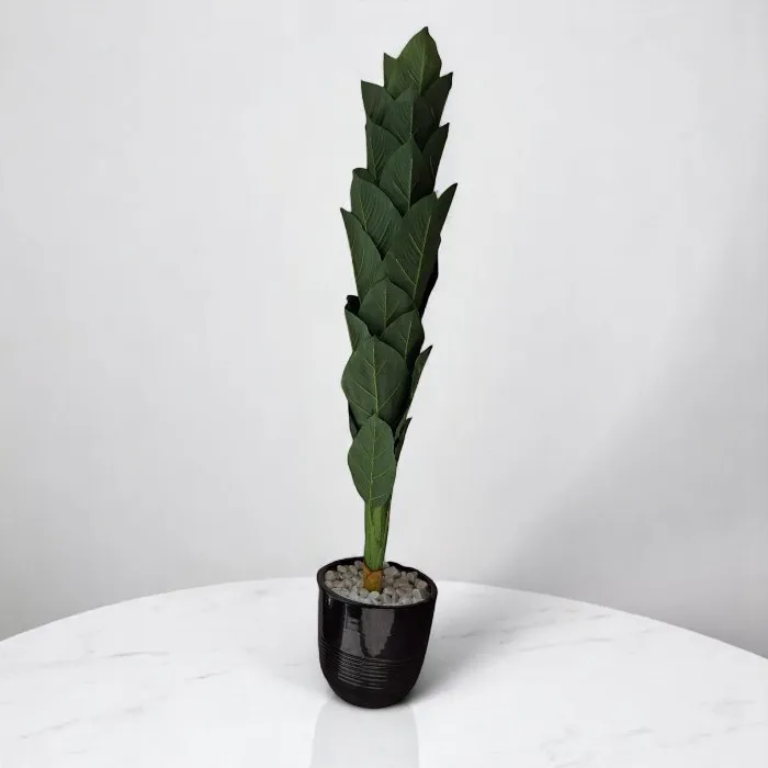 Plante décorative   'Cyprès'