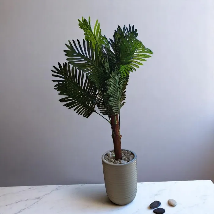 Plante décorative 'Santal'
