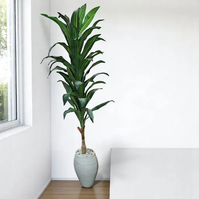 Plante décorative 'Pandanus'