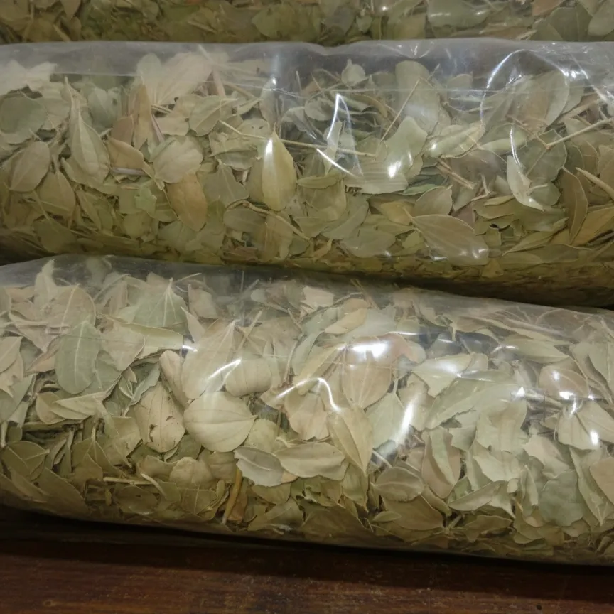 اوراق السدر